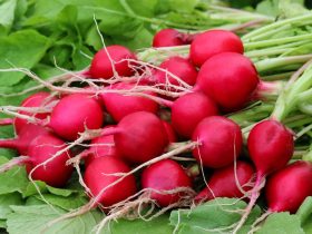Below are four ways in which radishes can improve your health