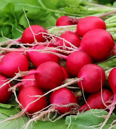 Below are four ways in which radishes can improve your health